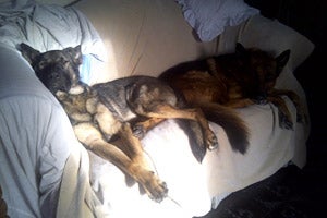 Crash the German shepherd enjoying the good live in his new home on the couch with another dog