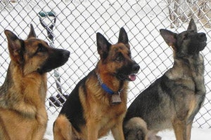Crash the German shepherd with his two new canine brothers