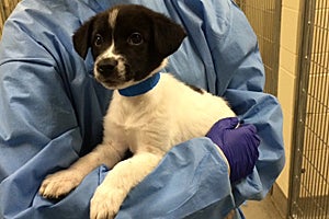 Border collie puppy receiving medical assistance for distemper