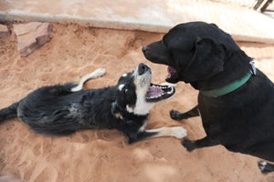 Gibson and Delaney the dogs playing together after their recovery from medical issues