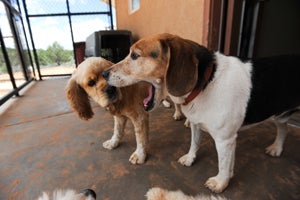 Snoopy the Beagle mix with Sophie the cocker spaniel