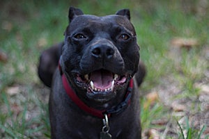 Padfoot the black pit bull terrier from Pit Sisters