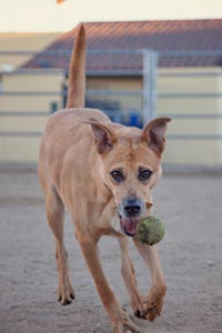 Jerome, a shy dog from the hoarding case, galloping across the play yard with a tennis ball in his mouth