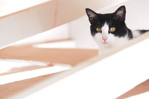 Dutchess the rescued tuxedo cat in the rafters at Best Friends Animal Sanctuary