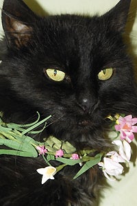 Elizabeth the beautiful black longhaired cat