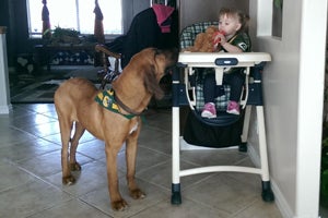Ellie May the bloodhound and Caidence the baby are BFFs