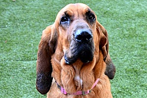 Ellie May the bloodhound dog was left at Salt Lake County Animal Services