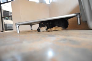 Hound mix dog Elwood hiding under his bed after hearing the sound of a truck drive by