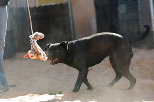 Energetic dog Fillmore with a tug toy on a flirt pole