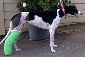 Party the former racing greyhound got the medical help she needed. Here she is pictured with a cast on her back leg.