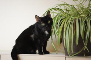 Fran, the FIV-positive senior cat