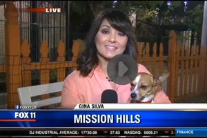 Click here to see more of Heidi the Jack Russell terrier mix and Gina Silva