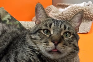 Mickey the tabby cat found his new home