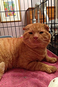 Gepetto the Scottish fold lookalike was rescued from the streets in Baltimore, Maryland