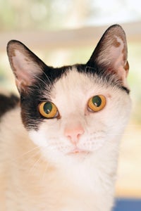 Gertrude the cat who is blind at Best Friends Animal Sanctuary