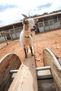 Pan the goat practicing agility