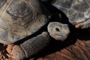 Desert tortoise at Wild Friends