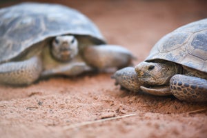 Desert tortoises at Wild Friends