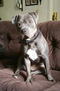 Roxy the gray pit bull dog