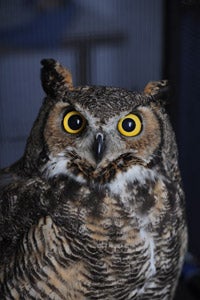 Great horned owl who is receiving medical treatment at Best Friends Animal Sanctuary