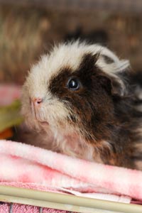 Furby the guinea pig