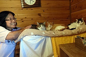 Cat whisperer Gail Takahata volunteering with cats in Japan