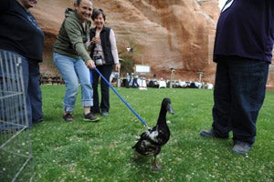 Amelia the duck taking a walk at Best Friends