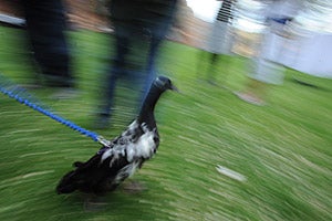Amelia the duck going for a walk on a harness