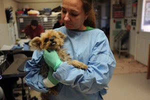 Gus Gus the Yorkie being held by a vet tech