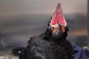  Baby raven with mouth open