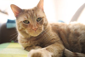 Banjo the orange tabby cat, the newest Canines with Careers employee who cat tests dogs