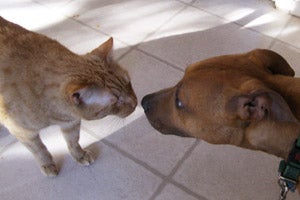 Banjo the cat nose-to-nose with Norton the pit bull terrier dog