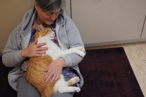 Felix the orange and white cat with hyperthyroidism gets a snuggle from Barbara