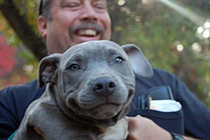 Blueberry the dog who was rescued from dog fighting
