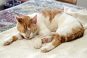 Caroline the cat has the distinction of going on the 2,500th sleepover
