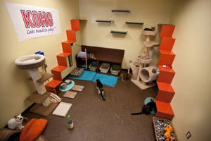 Free-roaming cat room with a cat tree, stairs, and feline wall perches at the animal shelter