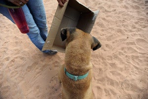 Chester the dog sees the box