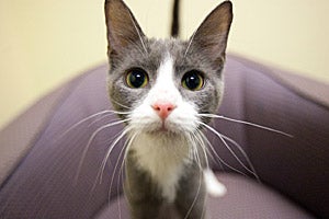 Cucumber is one of the many adoptable cats
