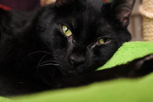 Duke the cat who has cerebellar hypoplasia (CH)