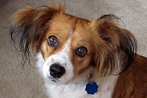 Eudora the Cavalier King Charles spaniel and Papillon mix who survived distemper