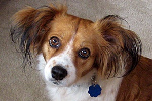 cavalier king charles spaniel papillon mix