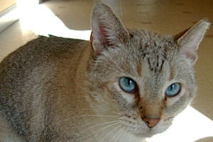 Bob Gast the three-legged feral Siamese cat displays his ear tip and beautiful blue eyes