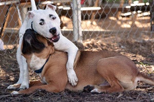 Two dogs Groucho and Hamlet wrestling during playgroup time