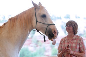 Incitato the horse with a Parelli Natural Horsemanship trainer