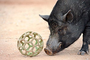 Jack the pig rolling a ball during Parelli training