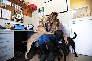 Cassie and Ren, Lab dog and cattle dog, spend office time with Jennifer