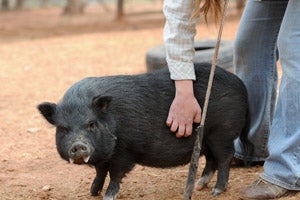 Joanna the pig goes for a walk