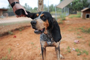 Lucy Lu the hound dog who was found abandoned in Zion Canyon