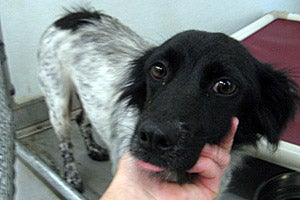 Maddie the mother dog at time of her rescue at Castaway Critters Pet Rescue