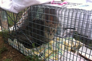 Cat in trap as part of mass TNR effort in Southern Utah